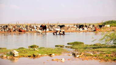 Danakil 'in çöl bunalımındaki pınarlar