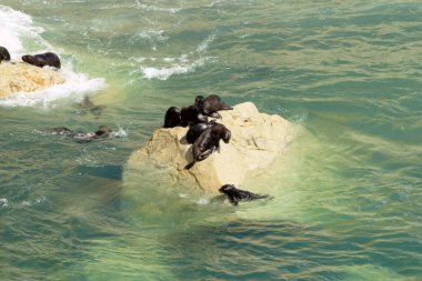 Punta Loma Vahşi Yaşam Koruma Alanı, deniz aslanları kolonisiyle birlikte Puerto Madryn şehir merkezine 17 kilometre uzaklıktadır. En önemli biyolojik değeri deniz aslanları kolonisidir.