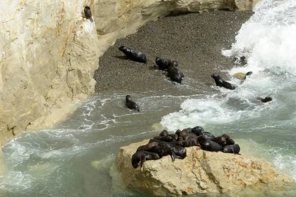 stock image The Punta Loma Wildlife Reserve, with its colony of sea lions, is located 17 kilometers from the urban center of Puerto Madryn. Its most significant biological value is the colony of sea lions