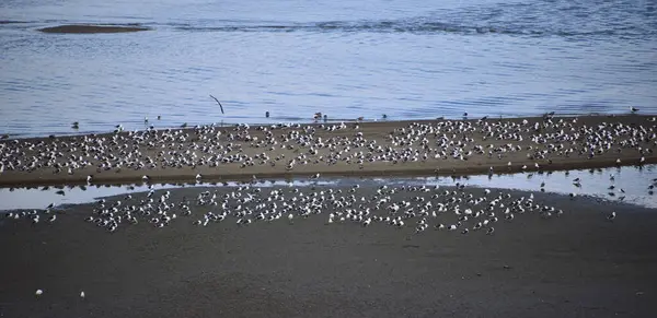 ARGENTINA, Ushuaia, Tierra del Fuego 'nun güney ucunda yer almaktadır, lakabı 