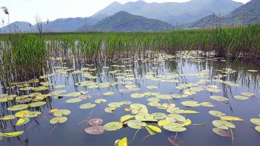 Skadar Gölü Balkan yarımadasındaki en büyük göl. Göl, Arnavutluk ile Karadağ arasındaki sınırda yer alıyor ve yüzeyin yaklaşık 2-3 'ü ikincisine ait..