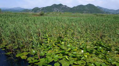 Skadar Gölü Balkan yarımadasındaki en büyük göl. Göl, Arnavutluk ile Karadağ arasındaki sınırda yer alıyor ve yüzeyin yaklaşık 2-3 'ü ikincisine ait..