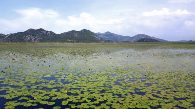 Skadar Gölü Balkan yarımadasındaki en büyük göl. Göl, Arnavutluk ile Karadağ arasındaki sınırda yer alıyor ve yüzeyin yaklaşık 2-3 'ü ikincisine ait..