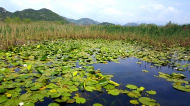 Skadar Gölü Balkan yarımadasındaki en büyük göl. Göl, Arnavutluk ile Karadağ arasındaki sınırda yer alıyor ve yüzeyin yaklaşık 2-3 'ü ikincisine ait..