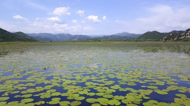 Skadar Gölü Balkan yarımadasındaki en büyük göl. Göl, Arnavutluk ile Karadağ arasındaki sınırda yer alıyor ve yüzeyin yaklaşık 2-3 'ü ikincisine ait..