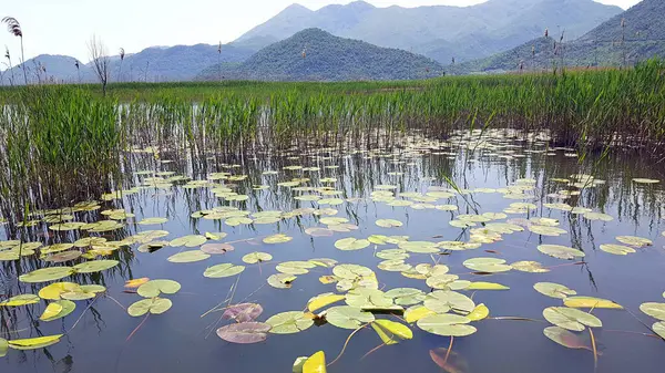 Skadar Gölü Balkan yarımadasındaki en büyük göl. Göl, Arnavutluk ile Karadağ arasındaki sınırda yer alıyor ve yüzeyin yaklaşık 2-3 'ü ikincisine ait..