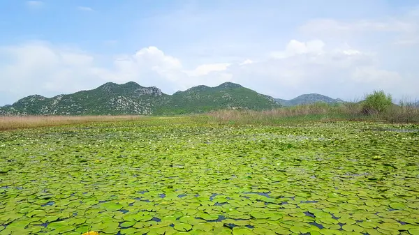 Skadar Gölü Balkan yarımadasındaki en büyük göl. Göl, Arnavutluk ile Karadağ arasındaki sınırda yer alıyor ve yüzeyin yaklaşık 2-3 'ü ikincisine ait..