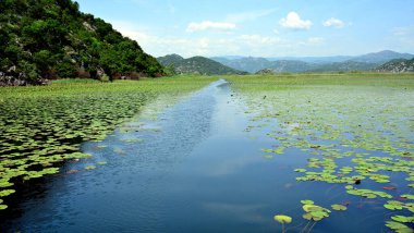 Skadar Gölü Balkan yarımadasındaki en büyük göl. Göl, Arnavutluk ile Karadağ arasındaki sınırda yer alıyor ve yüzeyin yaklaşık 2-3 'ü ikincisine ait..
