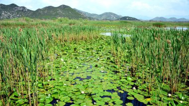 Skadar Gölü Balkan yarımadasındaki en büyük göl. Göl, Arnavutluk ile Karadağ arasındaki sınırda yer alıyor ve yüzeyin yaklaşık 2-3 'ü ikincisine ait..