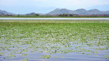 Skadar Gölü Balkan yarımadasındaki en büyük göl. Göl, Arnavutluk ile Karadağ arasındaki sınırda yer alıyor ve yüzeyin yaklaşık 2-3 'ü ikincisine ait..