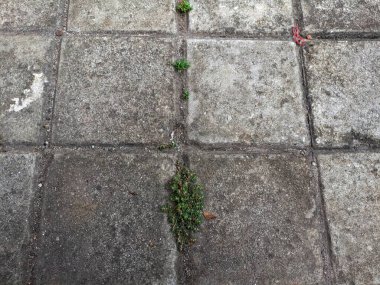 Close-up of concrete paving surface with small plants growing in the cracks. clipart