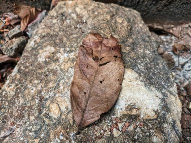 Close-up of a dry brown leaf lying on a rough-textured natural stone. clipart