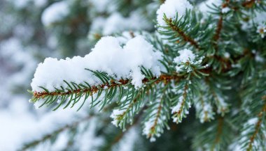 White Little Snow On Branch Spruce In Forest In Winter Close Up.