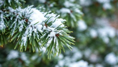 White Little Snow On Branch Spruce In Forest In Winter Close Up.