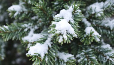 White Little Snow On Branch Spruce In Forest In Winter Close Up.