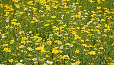 Yellow flowers and blue sky - Nanmoku Village, Gunma Prefecture clipart