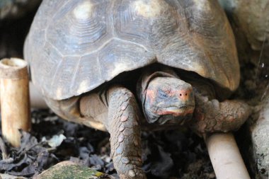 Uyuyan kaplumbağa sürüngen hayvanı. 