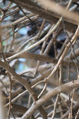 Dikenler bizim için dua ediyor.