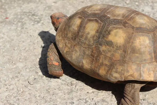 stock image Tortoise Yellow reptile turtle