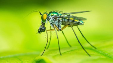 Küçük uzun bacaklı sinek yeşil bir yaprak üzerinde avını yiyor, Makro fotoğraf, seçici odak.