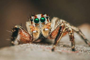 Beton zemindeki renkli zıplayan örümceği kapat, seçici odak, makro çekim, Tayland.