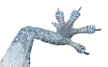 Beyaz arkaplan ile Gecko pençesi, Ekstrem çekim yapışkan ayaklı gekco, izole arkaplan.