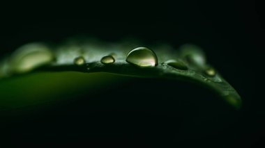 Yeşil yaprağa su damlaları, mevsimin ilk yağmuru, Macro fotoğrafı..