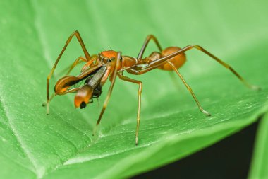 Bir Myrmaplata plataleoides veya kırmızı dokumacı karınca yeşil yapraklı Jumper örümceği, Tayland 'da Macro fotoğrafı.