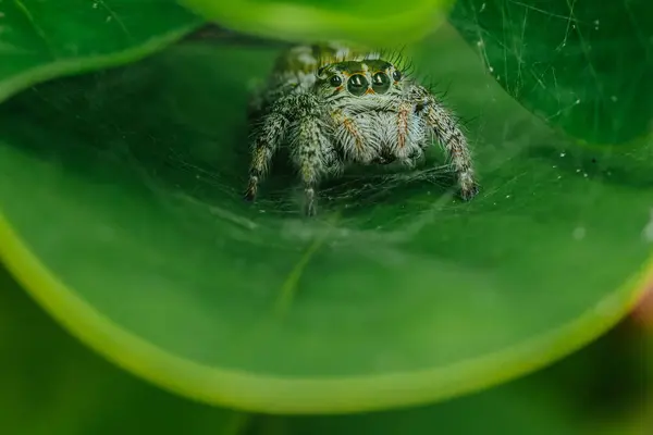 Yeşil yapraklı zıplayan örümceği kapat, seçici odak, Makro fotoğraflar.