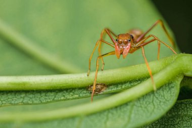  Bir Myrmaplata plataleoides veya kırmızı dokumacı karınca yeşil yapraklı Jumper örümceği, Tayland 'da Macro fotoğrafı.