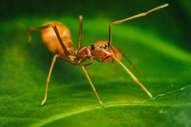  Bir Myrmaplata plataleoides veya kırmızı dokumacı karınca yeşil yapraklı Jumper örümceği, Tayland 'da Macro fotoğrafı.