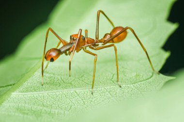  Bir Myrmaplata plataleoides veya kırmızı dokumacı karınca yeşil yapraklı Jumper örümceği, Tayland 'da Macro fotoğrafı.