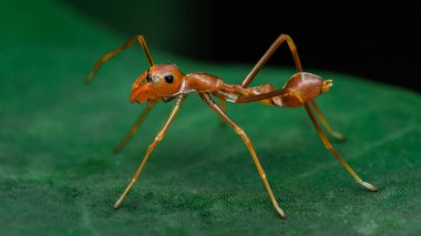  Bir Myrmaplata plataleoides veya kırmızı dokumacı karınca yeşil yapraklı Jumper örümceği, Tayland 'da Macro fotoğrafı.