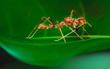  Bir Myrmaplata plataleoides veya kırmızı dokumacı karınca yeşil yapraklı Jumper örümceği, Tayland 'da Macro fotoğrafı.