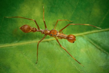  Bir Myrmaplata plataleoides veya kırmızı dokumacı karınca yeşil yapraklı Jumper örümceği, Tayland 'da Macro fotoğrafı.