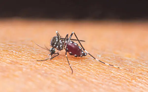 Asyalı bir kaplan sivrisineğinin, insanın derisine kan emerken, Süper makro bir fotoğraf..