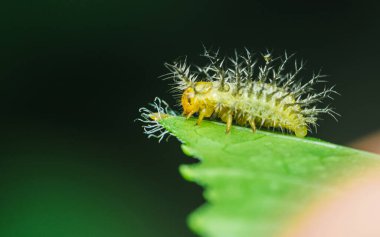 Sarı Meksika Böceği uğurböceği tırtılı, yeşil yapraklı Epilachna çeşitleri.