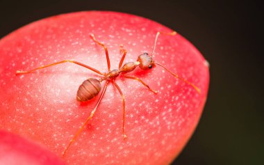 Kırmızı karıncayı siyah arkaplanlı kırmızı friut üzerinde kapat.