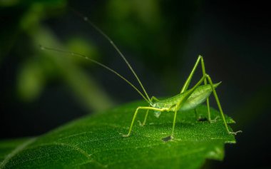 Yeşil çekirgeye yaklaş, Yeşil Faneropterine Katydid yeşil yapraklı.