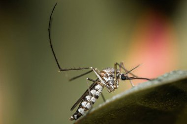 Yeşil bir yaprağa tünemiş bir sivrisinek ve su damlaları seçici bir odak noktası, böceğin yakın bir fotoğrafı..