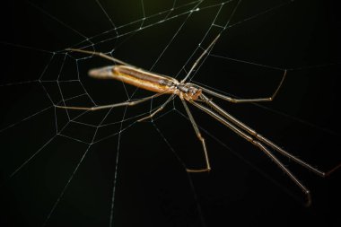 Sarı uzun bacaklı örümcek, Tetragnatha Montana örümceği..