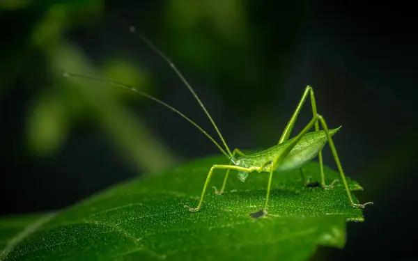 Yeşil çekirgeye yaklaş, Yeşil Faneropterine Katydid yeşil yapraklı.