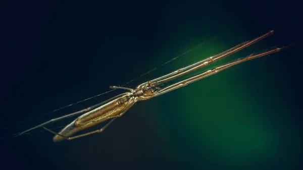 Sarı uzun bacaklı örümcek, Tetragnatha Montana örümceği..