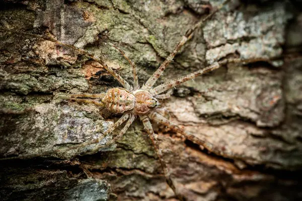 stock image Brown and white spider, Two-tailed Spiders resting on tree bark is standing still on a rough tree trunk, camouflaged against the bark.