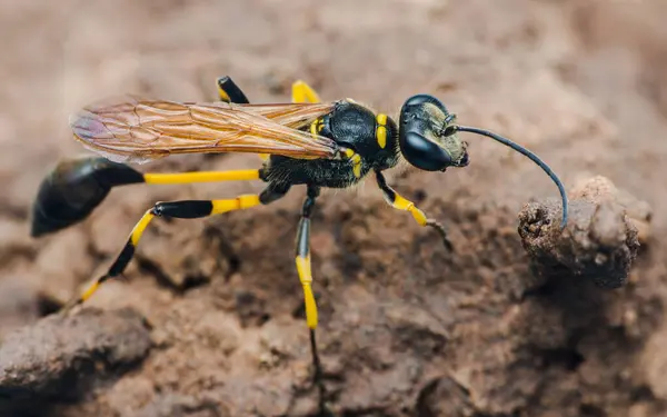 stock image Black and yellow mud dauber wasp standing on the ground, showing its striking colors and patterns.