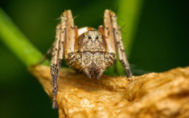 Yaprağın üzerindeki örümceğin makro fotoğrafı, doğa arka planı.