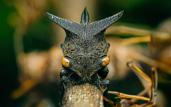 Stock image Centrotus cornutus, thorn-hopper is species of Treehoppers on tree branch