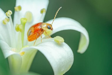 Kırmızı omuzlu Yaprak Böceği, Chrysomelidae familyasından bir böcek türüdür..