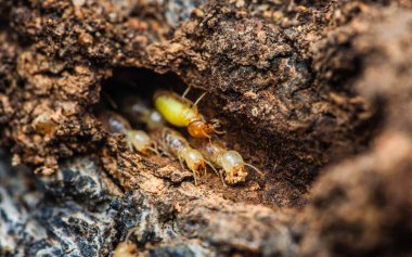 Orman zemininde yuvada yürüyen termitleri çamurda yürüyen termitleri, küçük termitleri, seçici odak noktalarını kapatın..