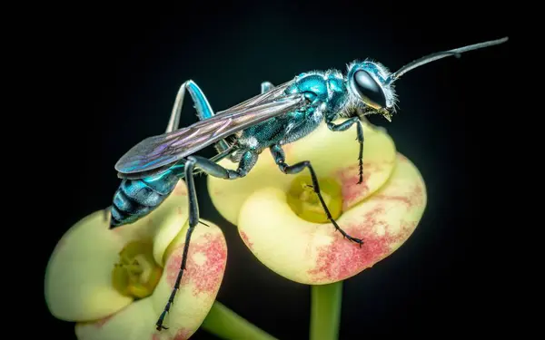 stock image A Blue Mud Wasp (Chalybion californium) on Euphorbia milii flower and have pollen on face, Insect macro shot in Thailand.